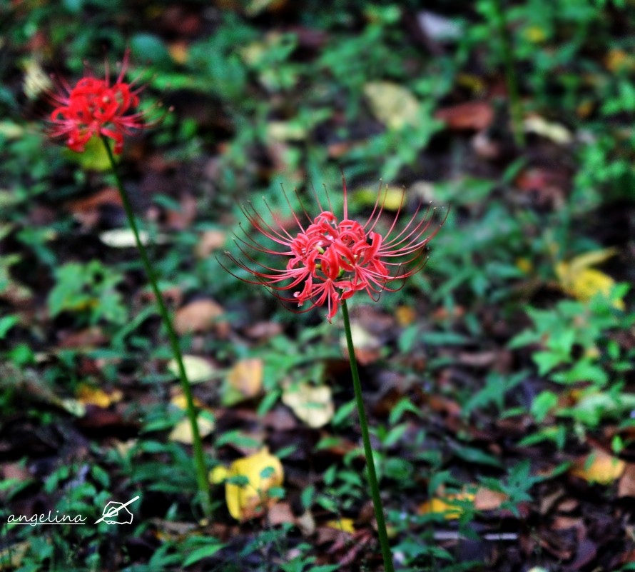 Lycoris radiata - ангелина гончарук