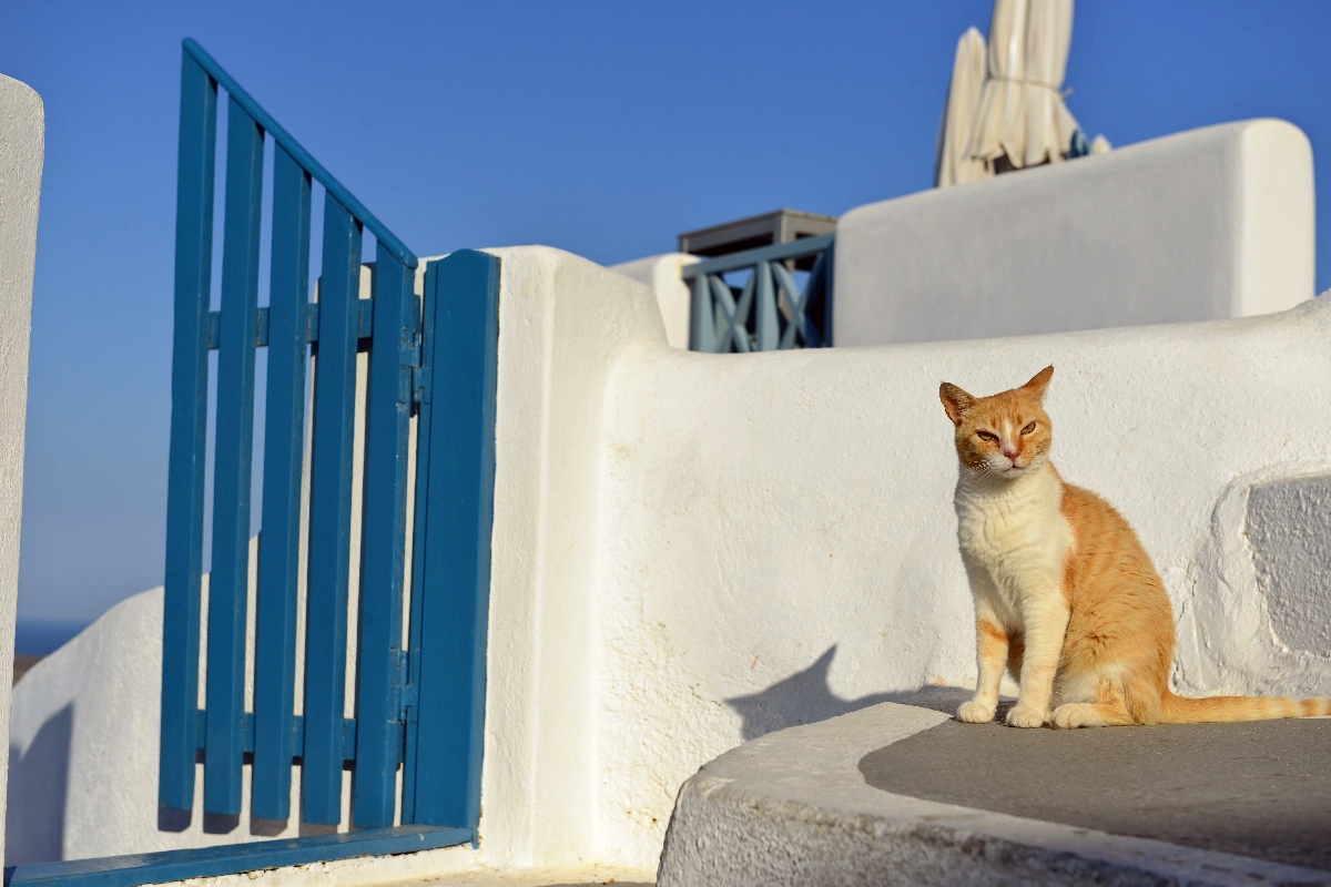 коты в греции