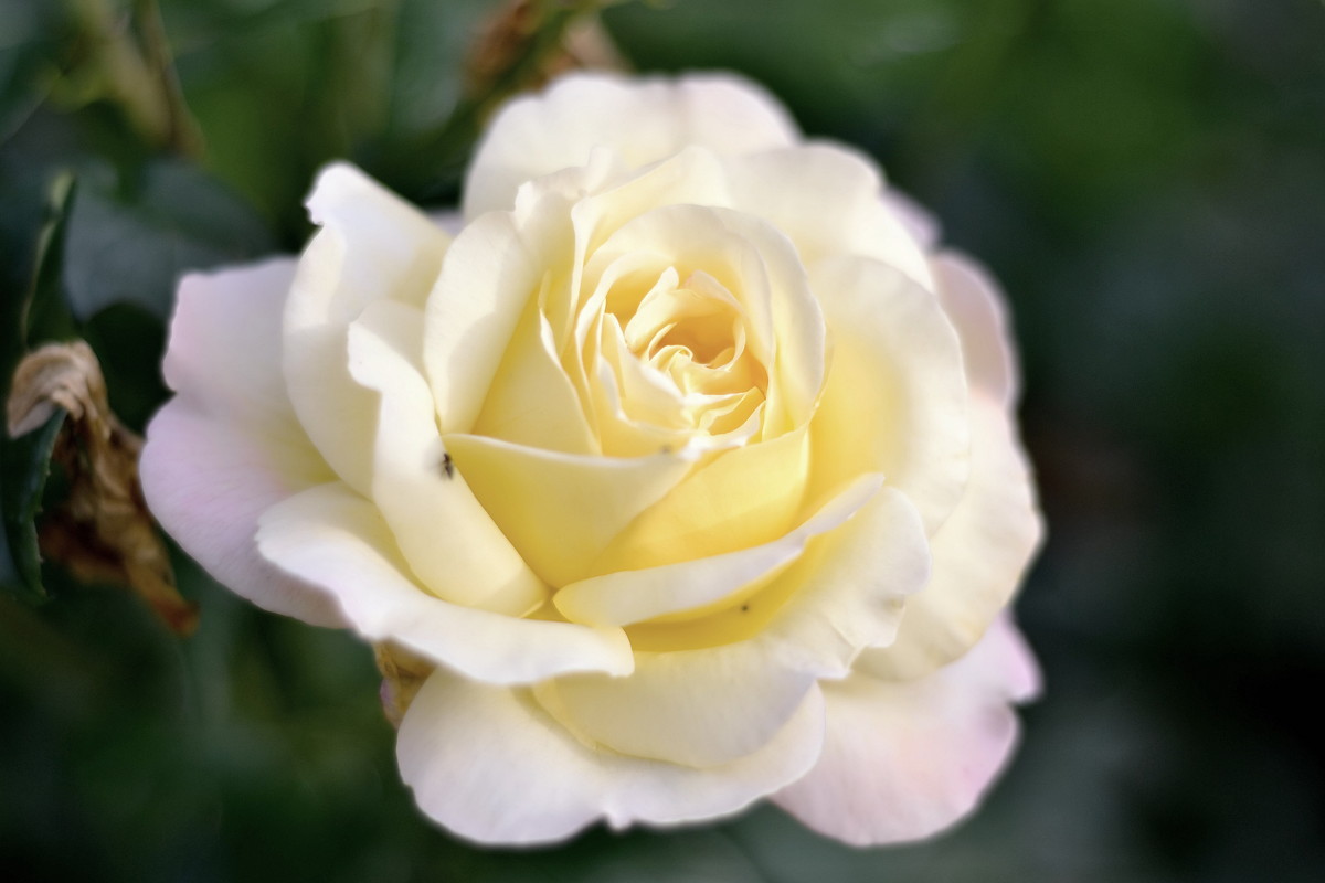 Сибирская роза - Евгения Сихова