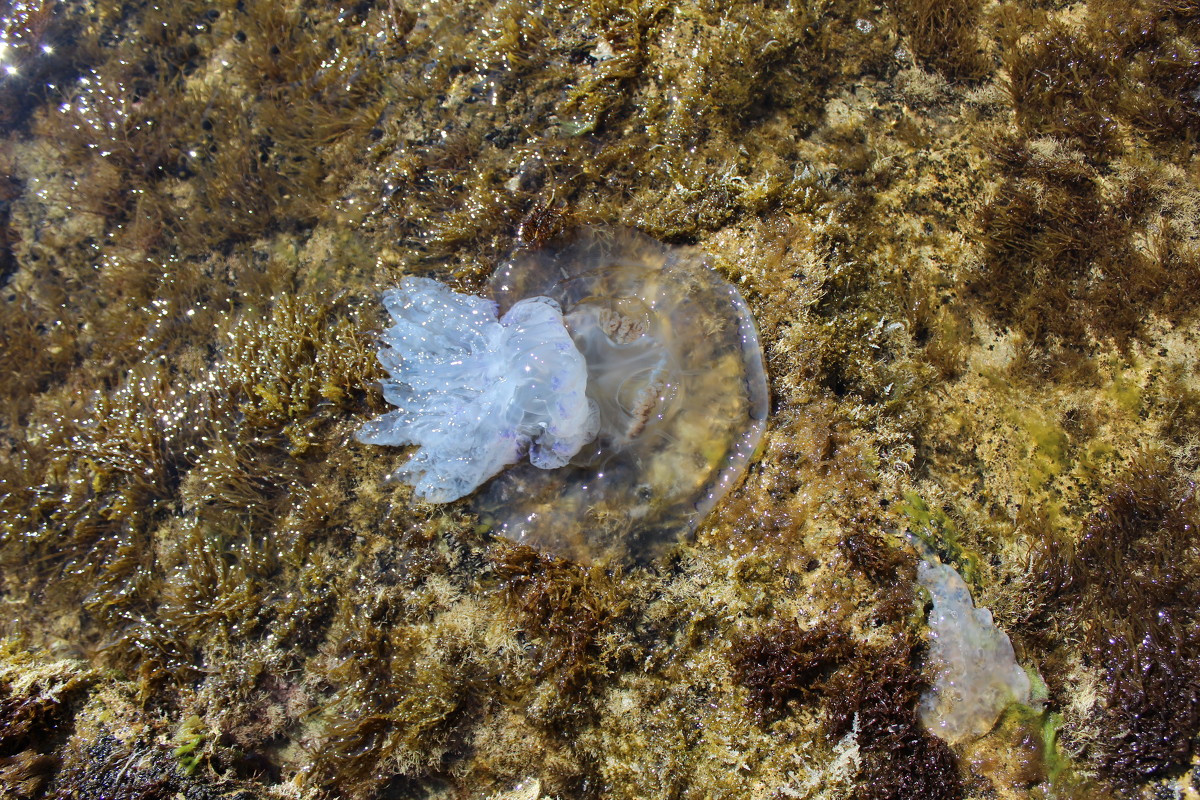 Медуза в водорослях - Андрей 