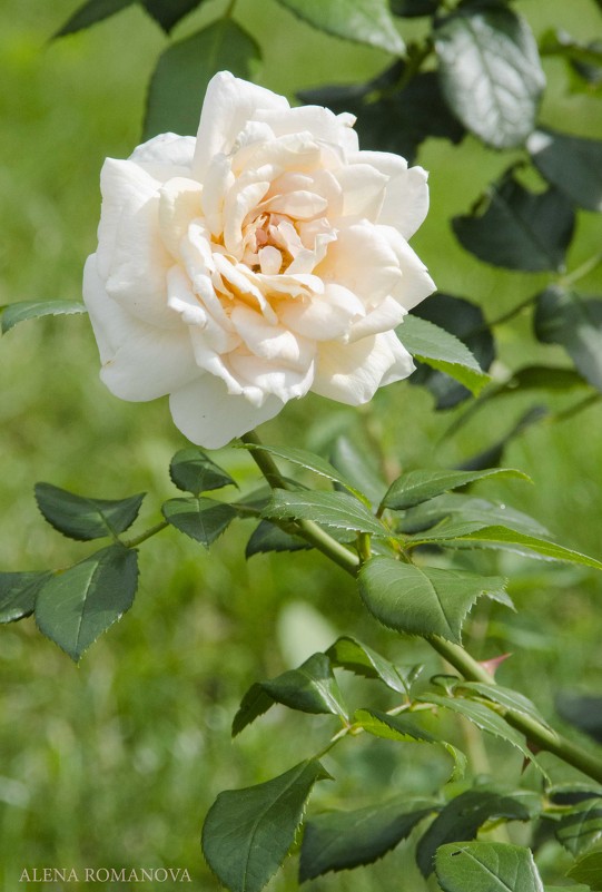 Белая чайная роза - Алёна Романова