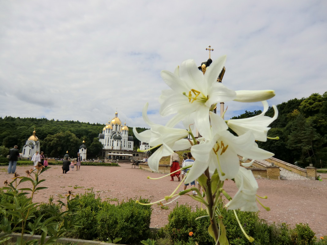 Лілія - Ігор 