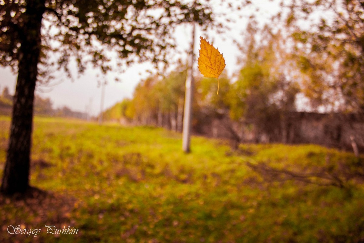 gold leave&#39;s rain - Сергей 