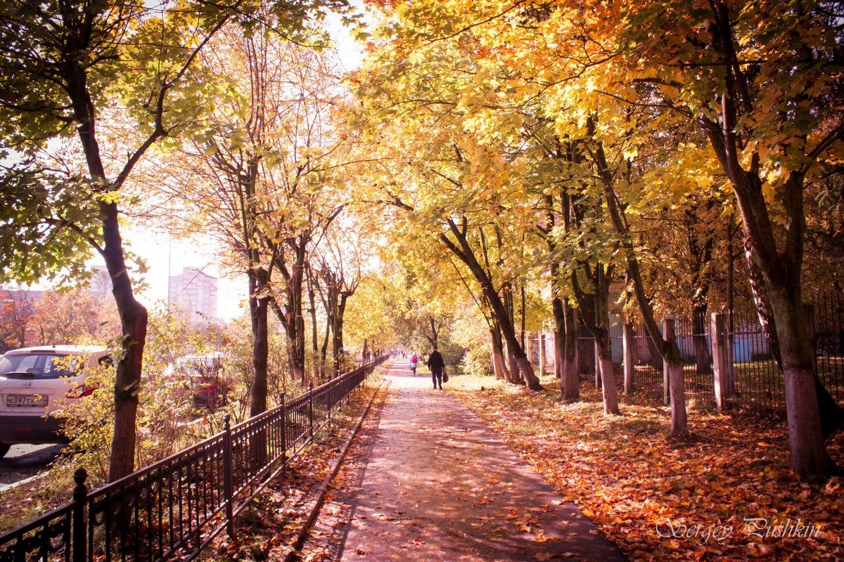 gold autumn - Сергей 