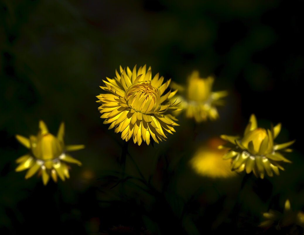 in yellow - Zinovi Seniak