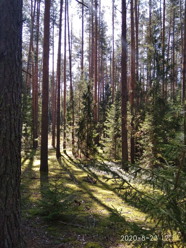 В сосновом бору - Алена 