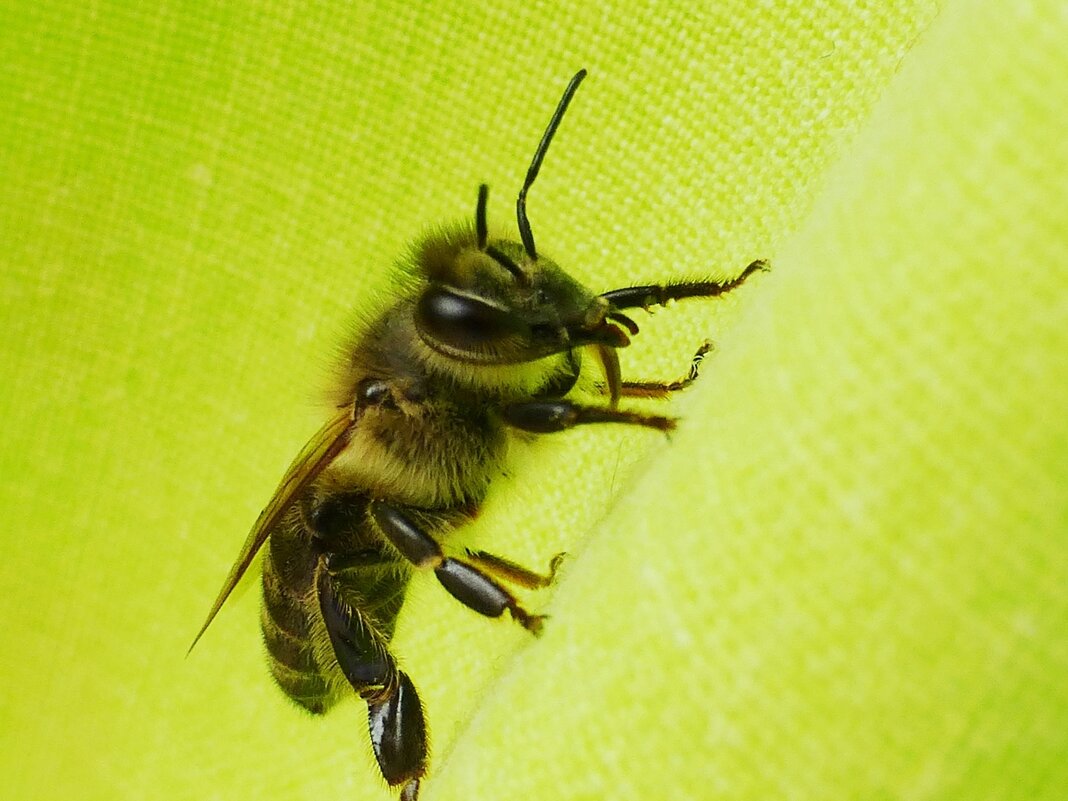 Любопытная пчелка - wea *