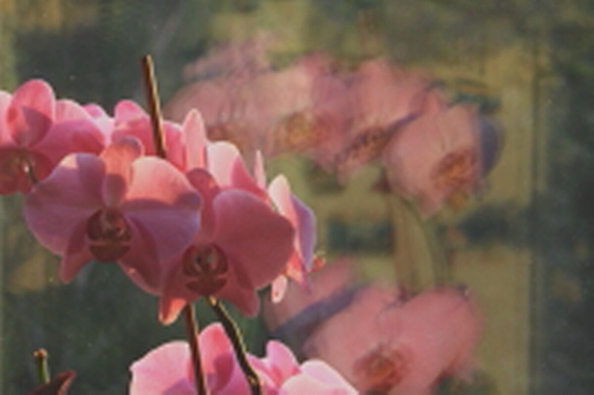 Орхидея и отражение - олег свирский 