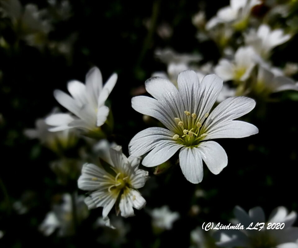 Полевые цветы - Liudmila LLF