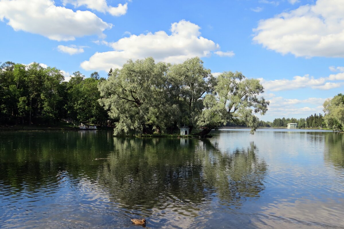 Озеро в Гатчинском парке - Вера Щукина