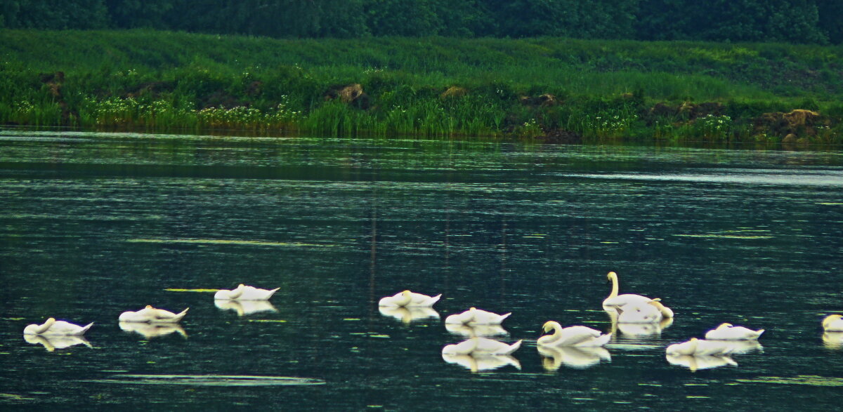 Лебединое озеро - олег свирский 