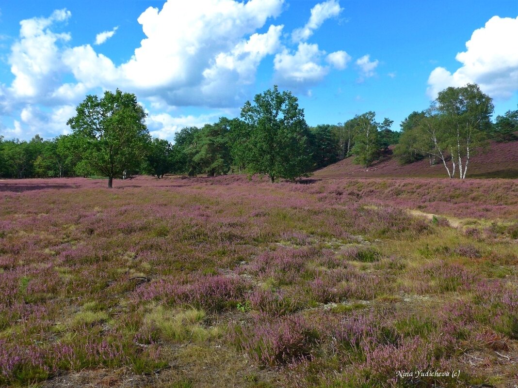 Fischbeker Heide Hamburg - Nina Yudicheva