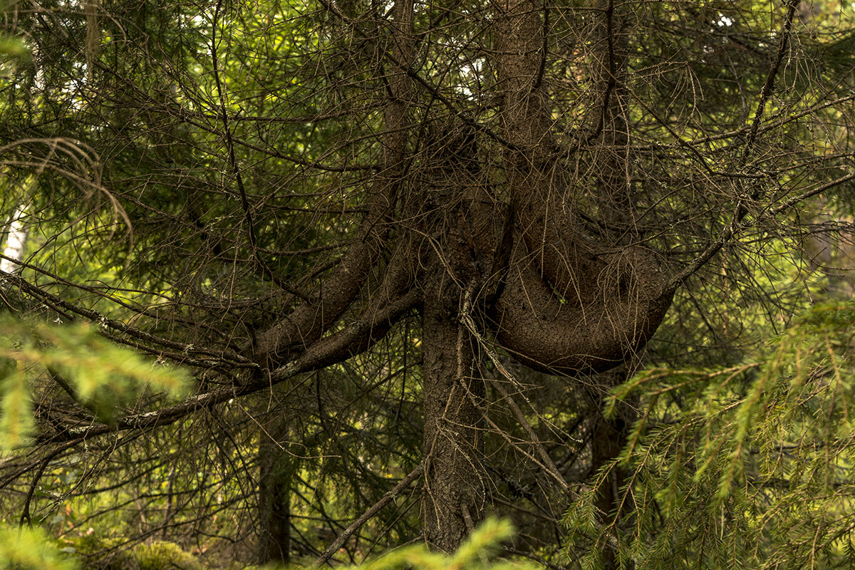 Необычное дерево в онежском лесу. - Марина Никулина