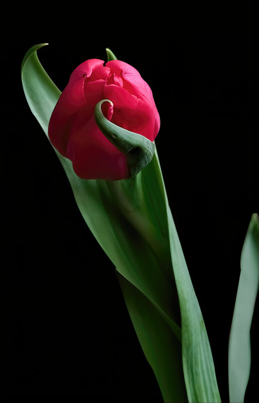 Тюльпан на темном - Artur Pauris