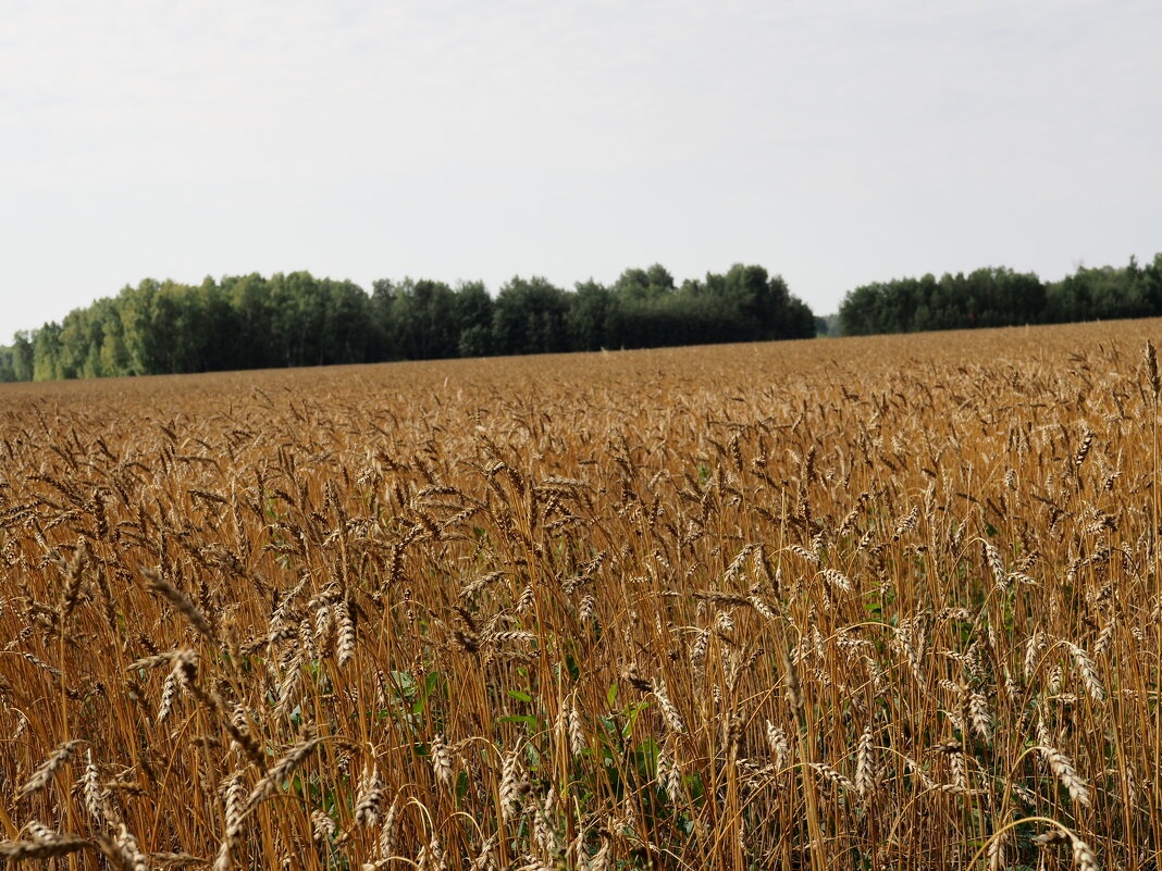 поле пшеничное - Василий Щербаков