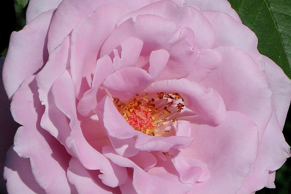 Розовые оттенки роз - Надежд@ Шавенкова