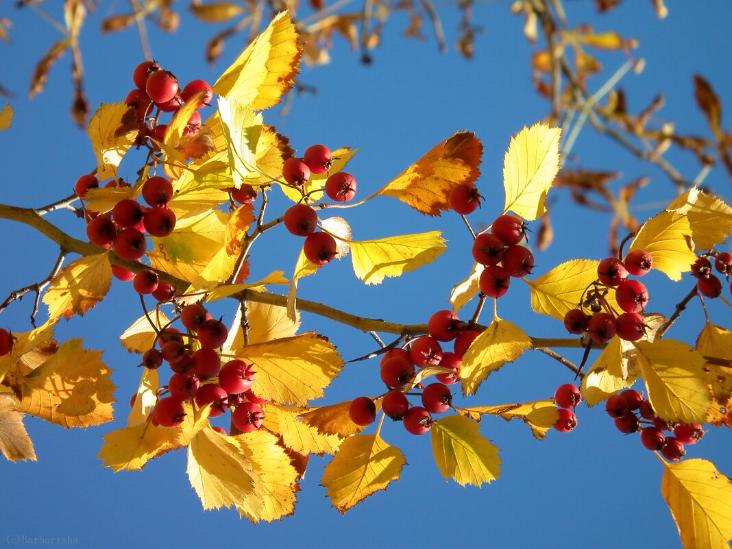 Боярышник сливолистный лист