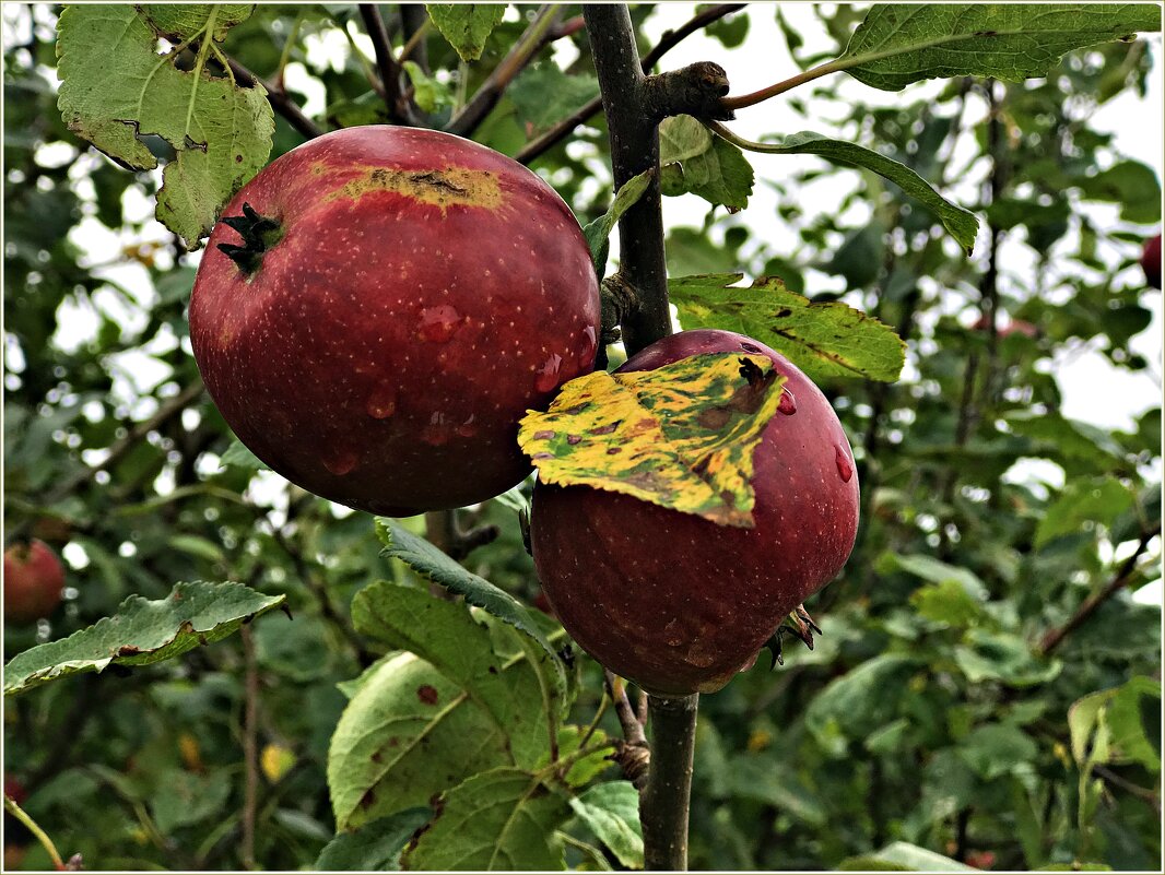 Лесные яблочки. - Валерия Комова
