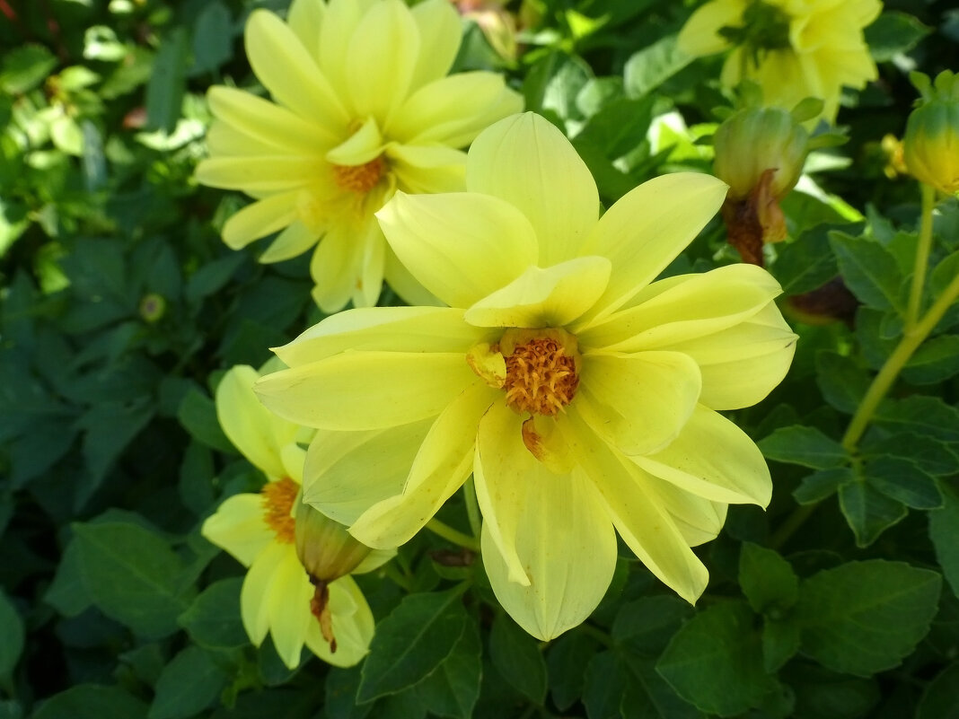 Желтые цветы - Наиля 