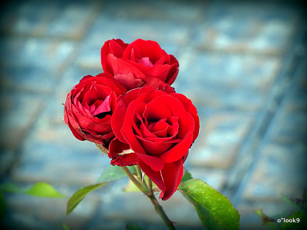 городские цветы розы - Олег Лукьянов