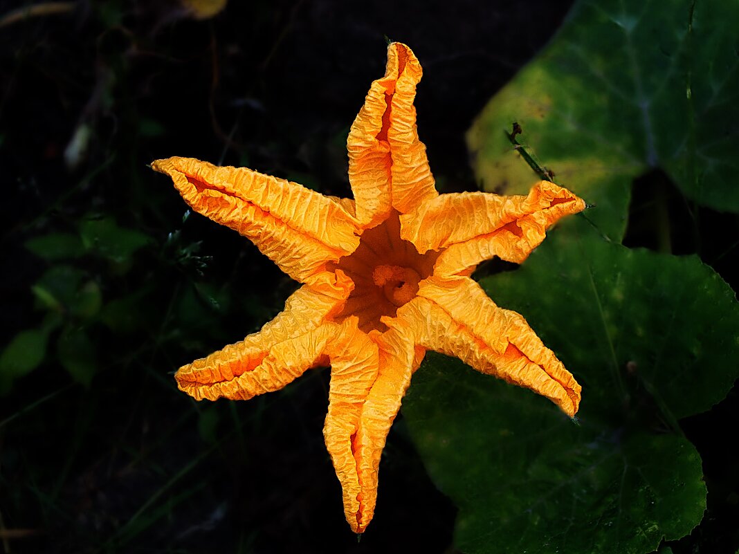 Цветок тыквы - Зоя Мишина