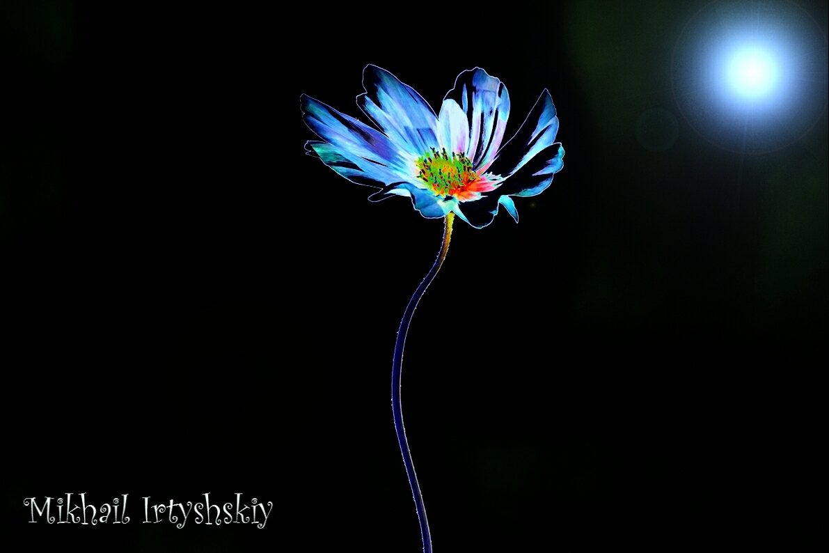 Цветок из компьютера - Mikhail Irtyshskiy