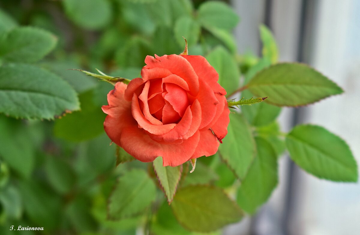 Крошка роза на моем подоконнике - Татьяна Ларионова