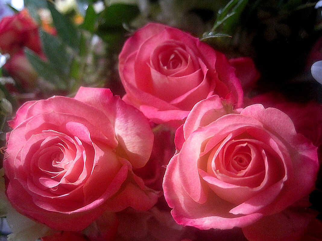 Розы украсили мой дом - Елена Семигина
