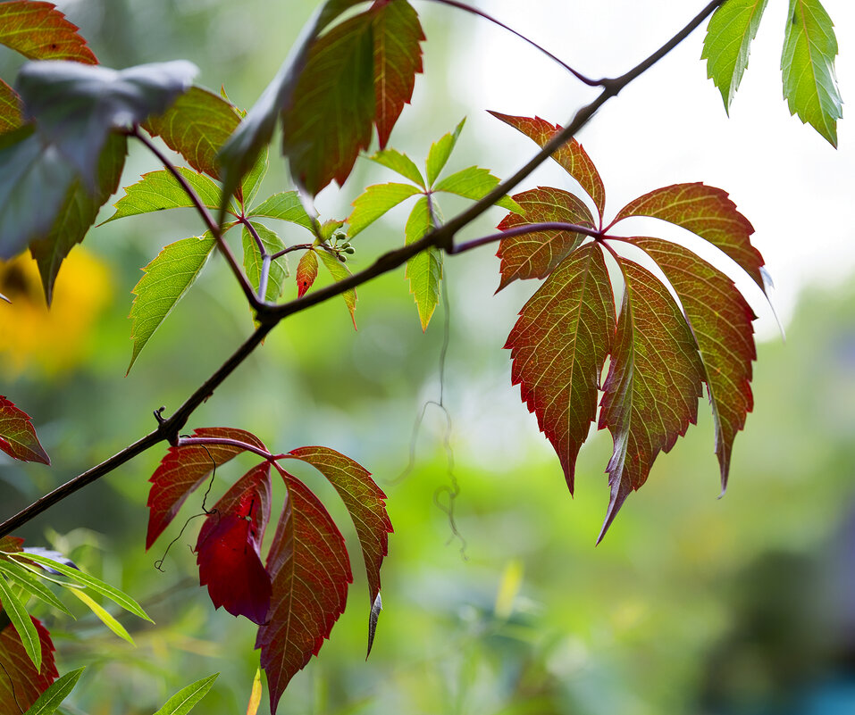 autumn leaves - Zinovi Seniak