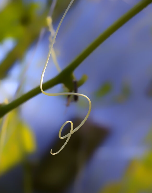 tendrils of a cucumber - Zinovi Seniak