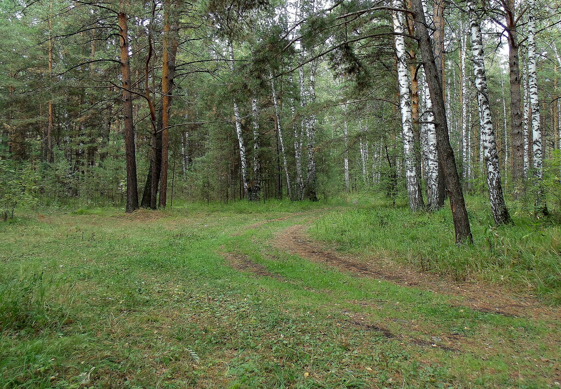 Лесными дорогами 2 - Мила Бовкун