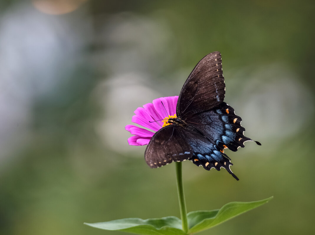 Африки бабочки черные - Tatiana 