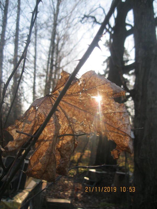 Осенний лес.... - Maikl Smit