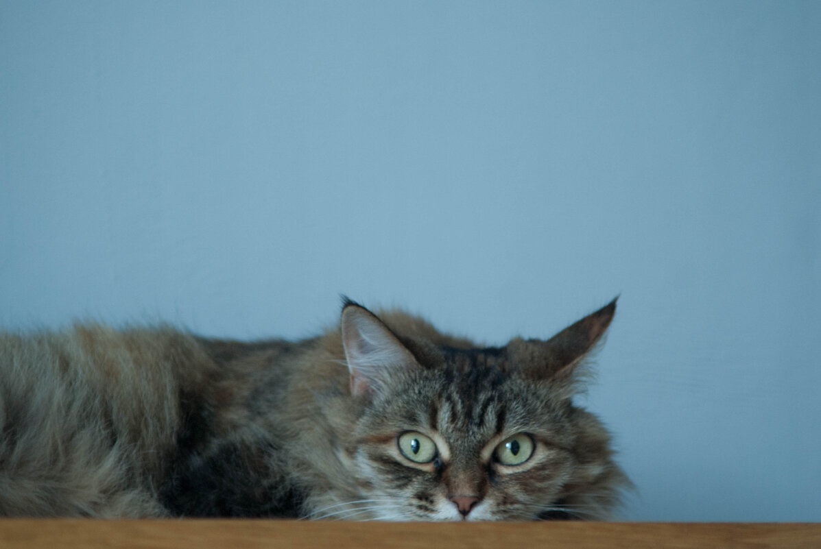 Кошка преисполнена желанием быть моей моделью. - Таня Горбачева