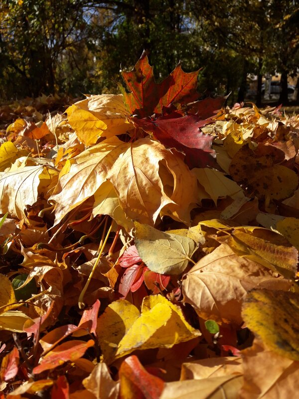 Осенние листья - Yulia Raspopova