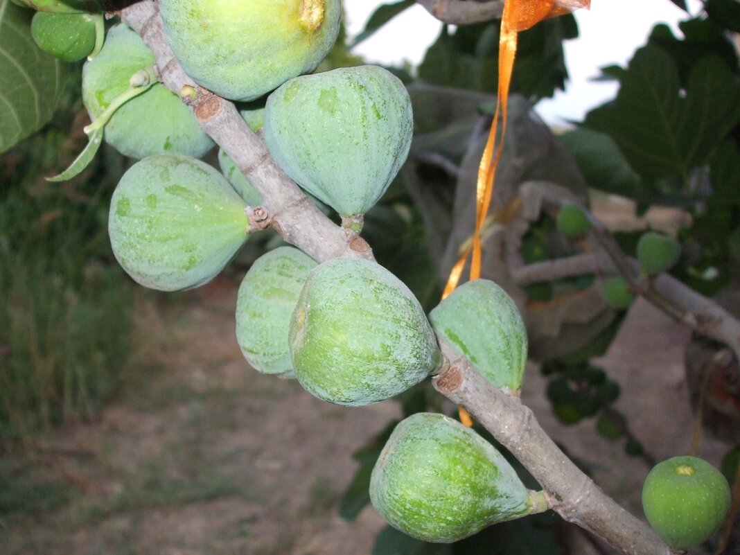 Плоды смоковницы - Гала 