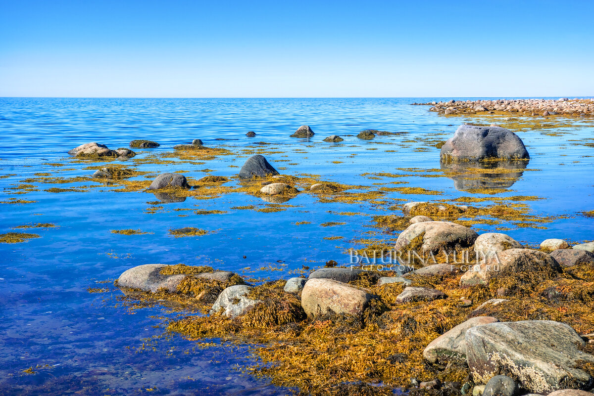 Белое море Соловецкие острова водоросли