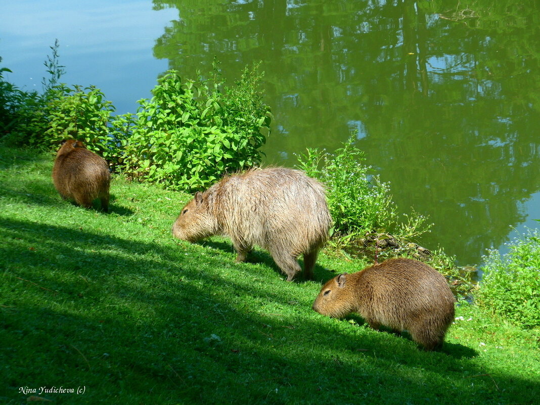 Капибара (Capybara) - Nina Yudicheva