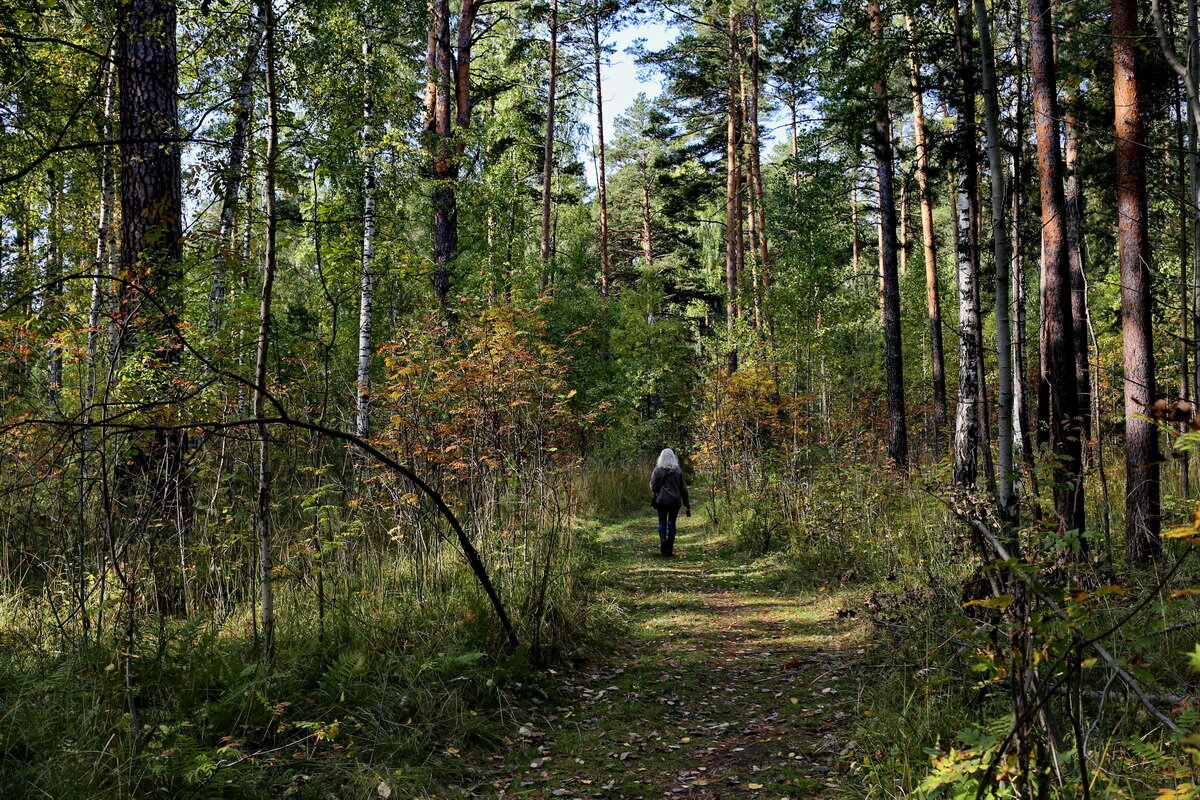 В осеннем лесу. - Пётр Сесекин