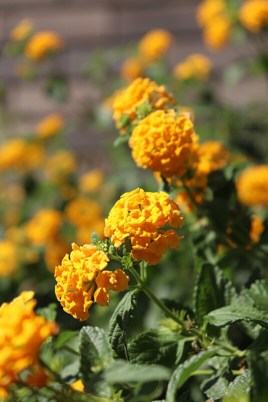 --Цветки Лантаны могут менять окраску: раскрываясь желтыми, к окончанию цветения становятся красными - Оля Богданович