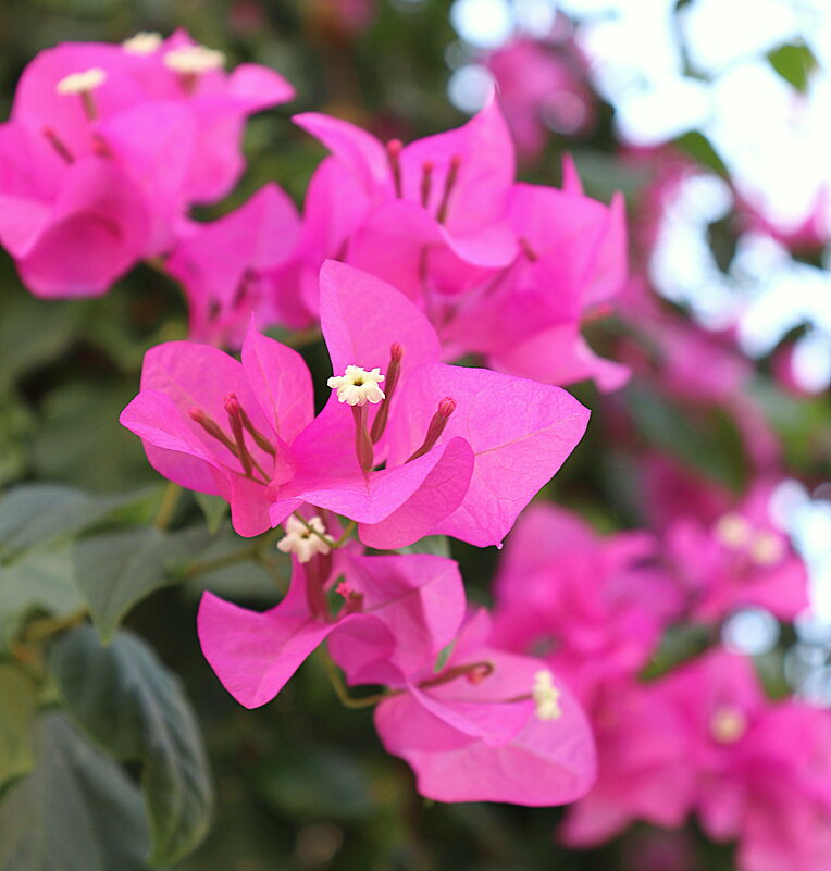 --Bougainvillea - вечнозелёный вьющийся кустарник, назван в честь французского путешественника - Оля Богданович