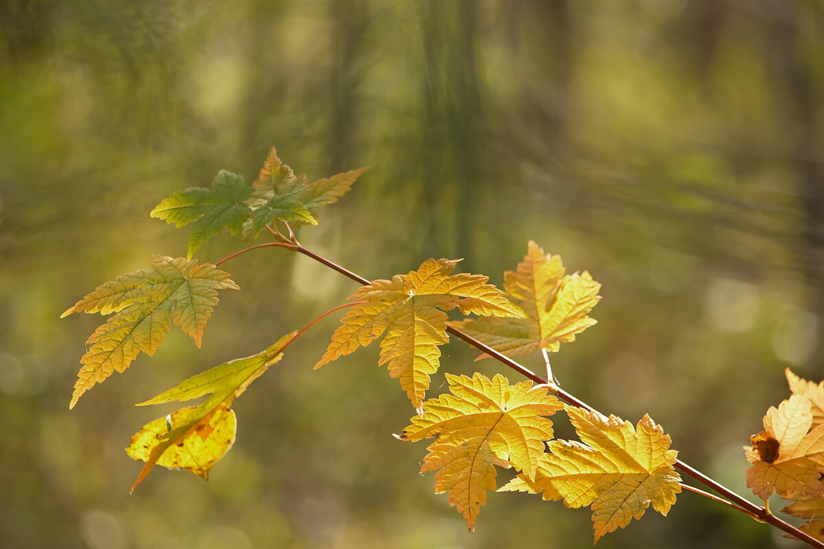 Осенние листья клёна - Татьяна Башкирова