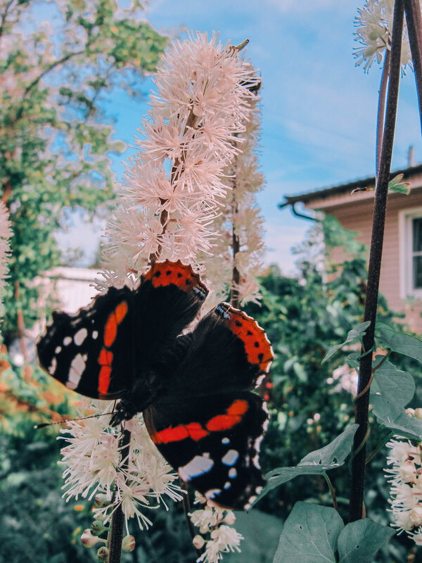 Бабочка на цветке - Виктория Писаренко