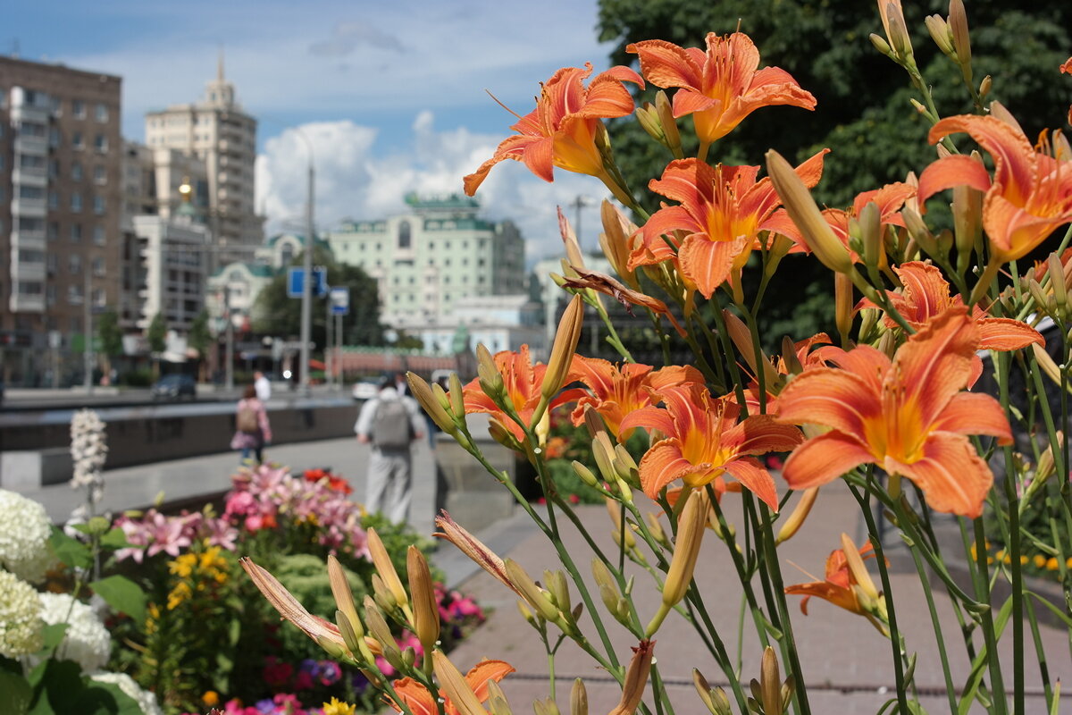 Цветы в городе - Игорь Белоногов