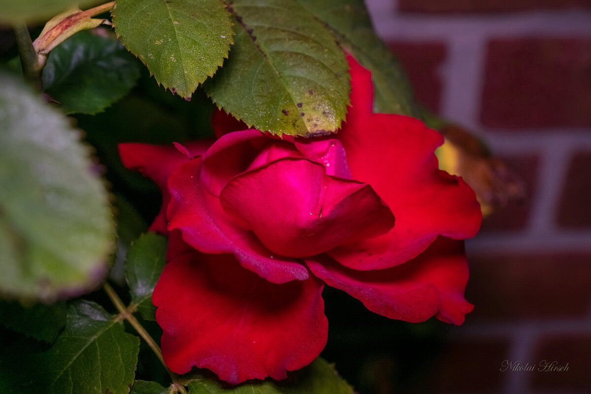 роза утро москвы описание