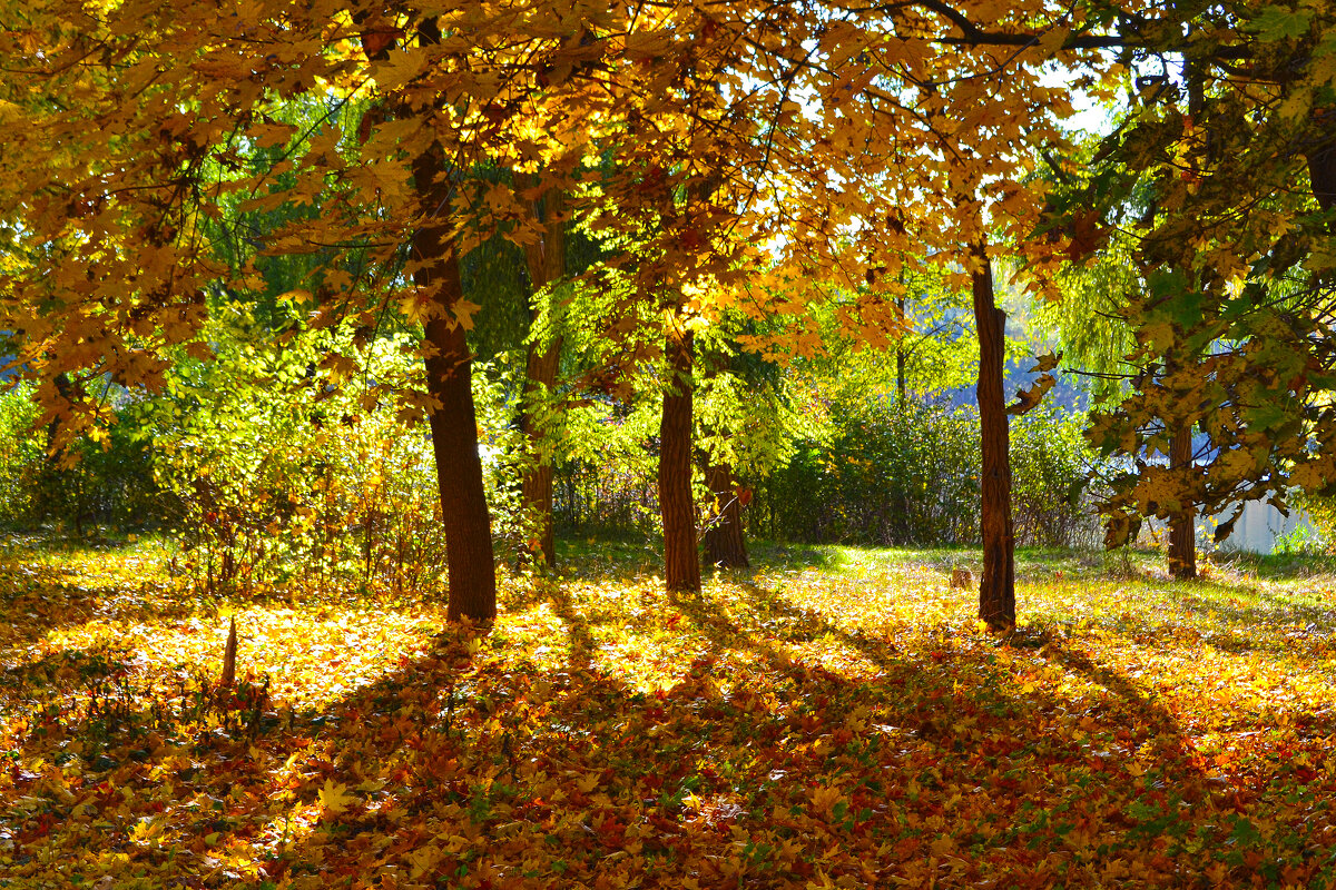 Осенняя палитра парка - Nina Streapan