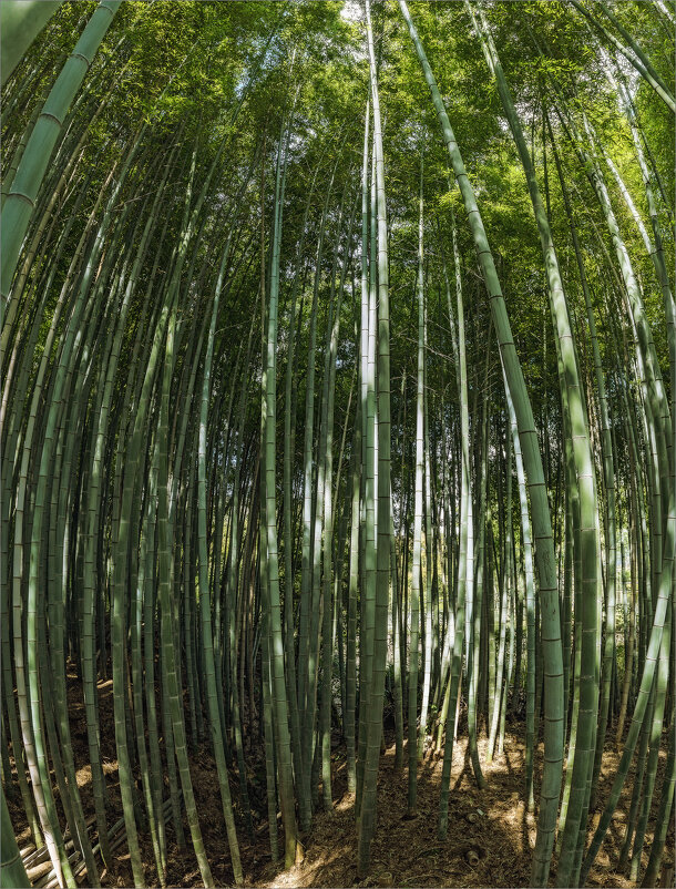 Бамбуковый лес - Shapiro Svetlana 