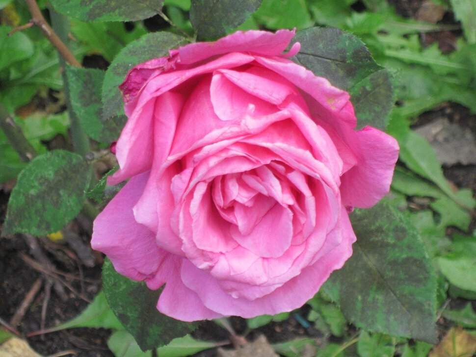 Розовая роза - Дмитрий Никитин