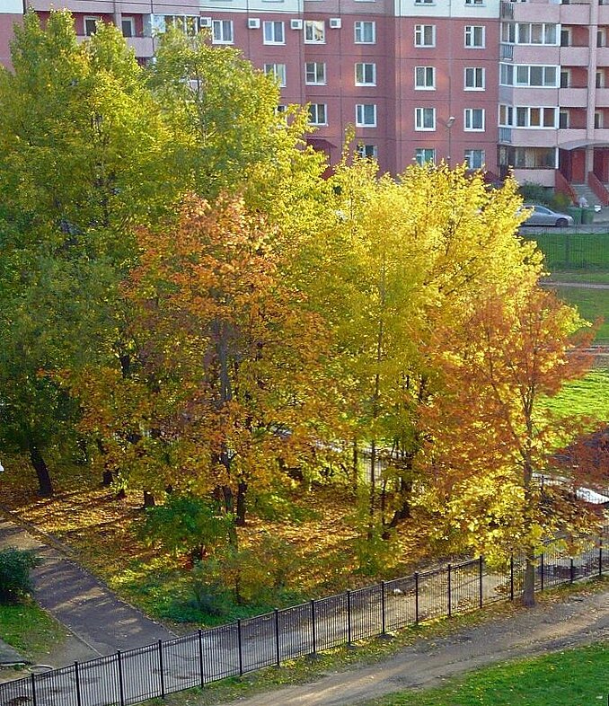Осень из окна - Вера Щукина