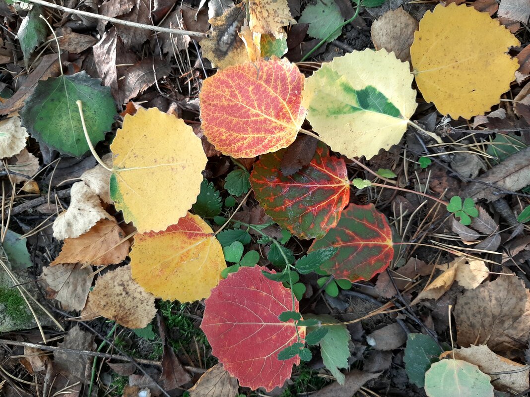 Осенние листья - Елена Павлова (Смолова)